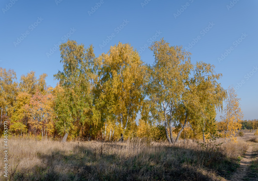Golden fall. Silver Birch (Betula pendula) in deciduous forest in Central Russia Golden fall. Silver Birch (Betula pendula) in deciduous forest in Central Russia