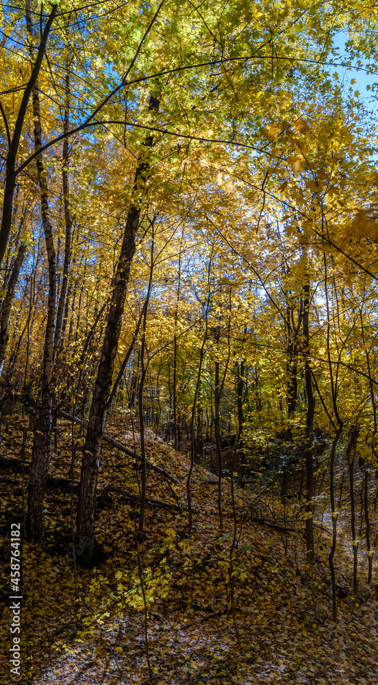 Fototapeta premium Golden fall. Norway Maple (Acer platanoides) in deciduous forest, Central Russia