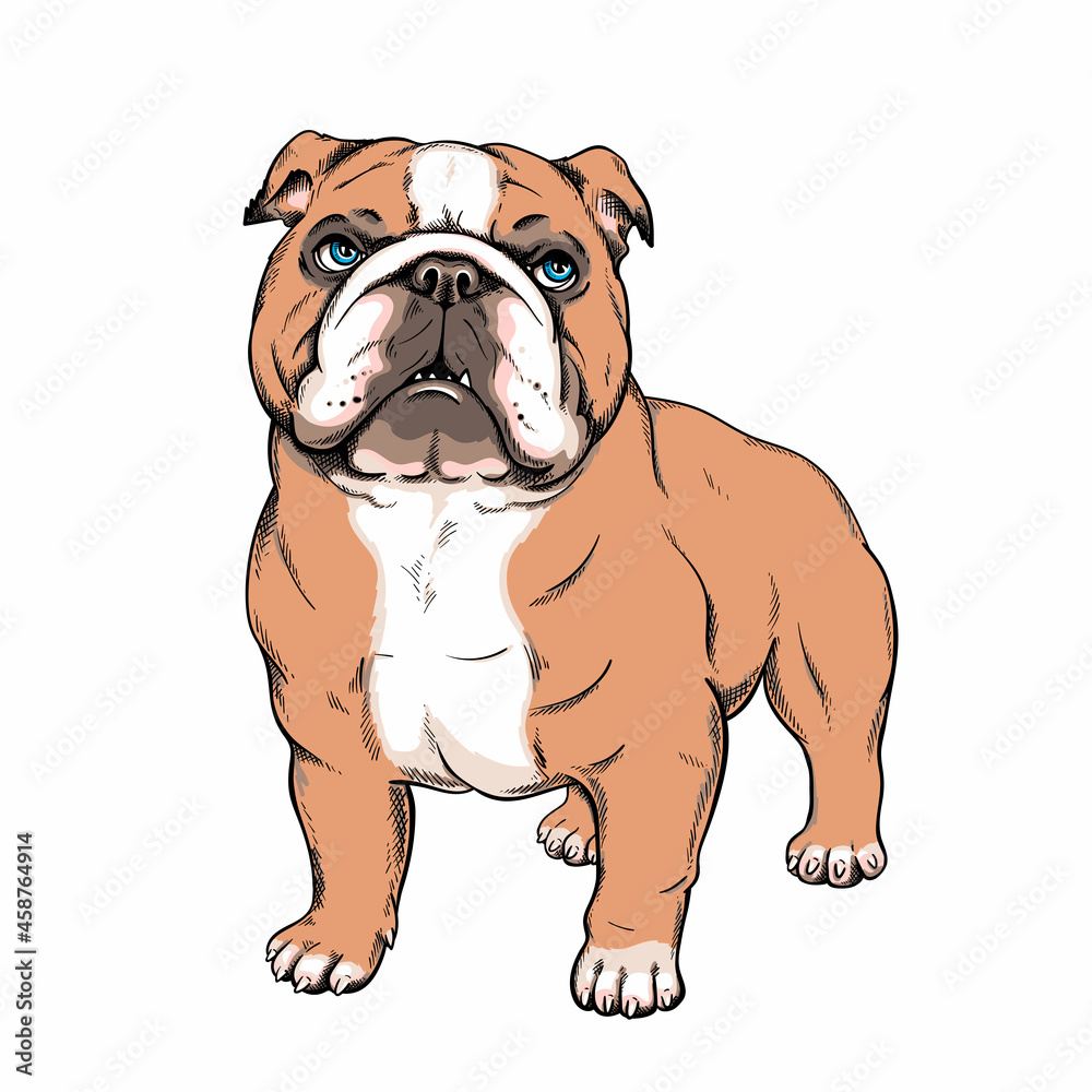 Cute english bulldog sketch. Vector illustration in cartoon style Stock ...