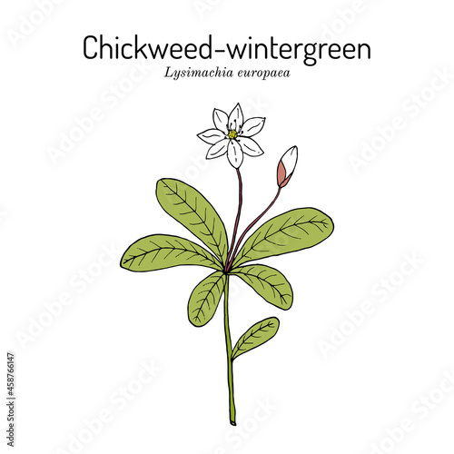 Chickweed-wintergreen or arctic starflower Lysimachia europaea , medicinal plant photo