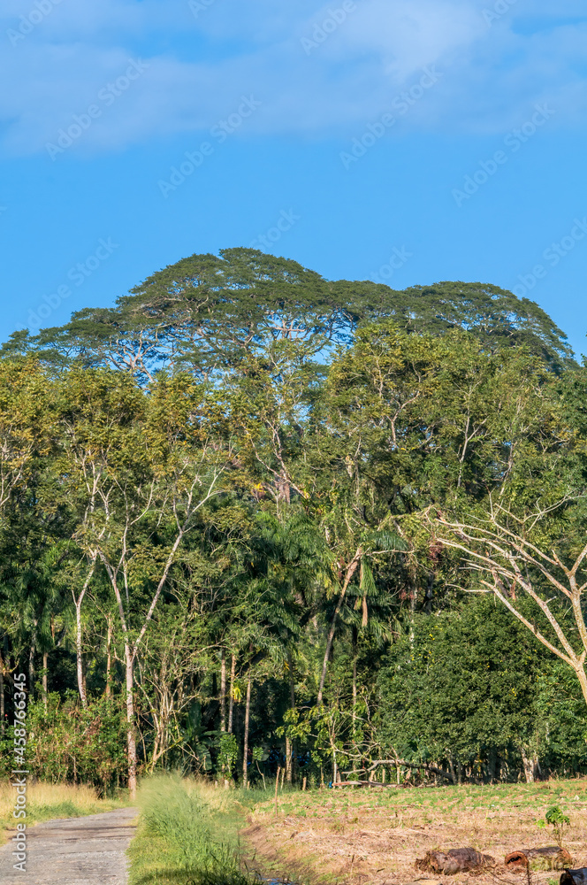 Tropical forest along the Papaturro River, Nicaragua