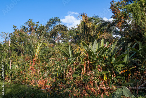 Tropical forest along the Papaturro River, Nicaragua