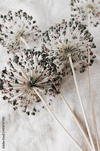 Dry allium flowers on beige linen fabric texture top view. Floral card. Poster photo