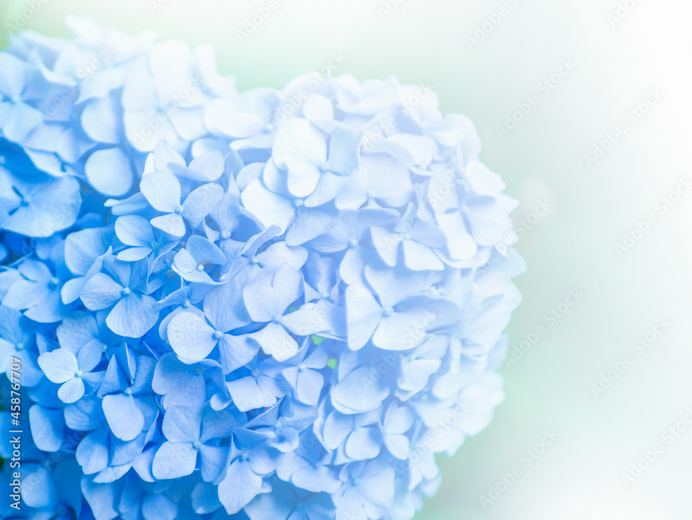 Blue hydrangea flowers close up