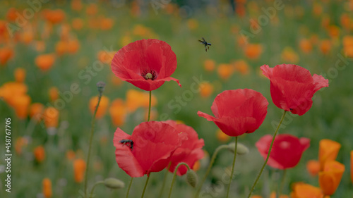 Flowers and nature colors and beautiful landscape