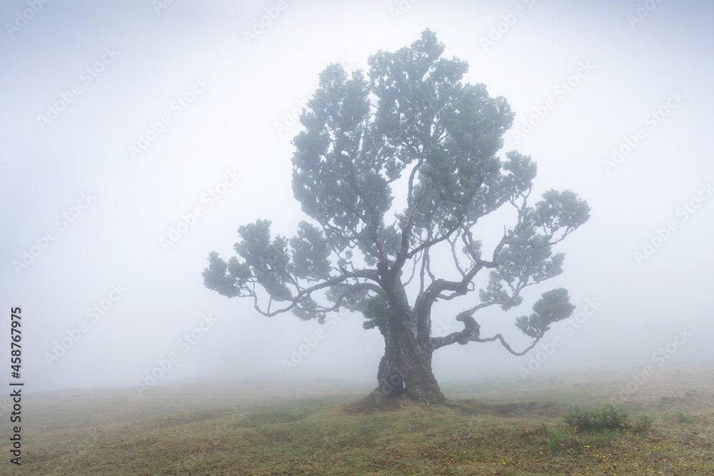 Magical endemic laurel trees in Fanal laurisilva forest in Madeira, World Heritage Site by UNESCO in Portugal. Beautiful green summer woods with thick fog Rainforest in rainy day. Solitary trees. Magical endemic laurel trees in Fanal laurisilva forest in Madeira, World Heritage Site by UNESCO in Portugal. Beautiful green summer woods with thick fog Rainforest in rainy day. Solitary trees.