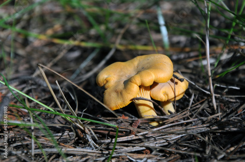 golden chanterelle mushroom (Cantharellus cibarius)
