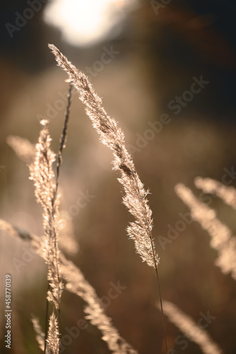Dry wild grass spikelets. Abstract natural background in pastel colors.