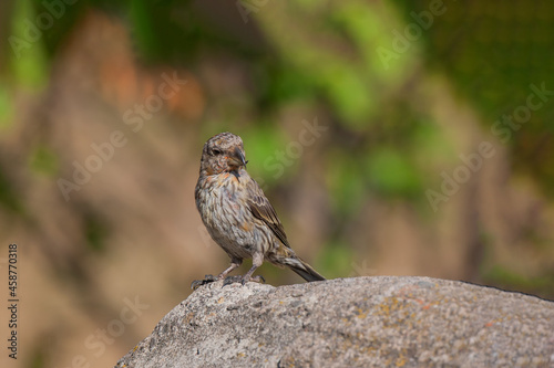 Red Crossbill (Loxia curvirostra) perched on the edge of a rock