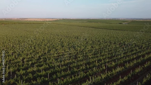 Beautiful aerial view of vineyards. Green lines of fields