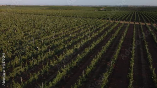 Beautiful aerial view of vineyards. Green lines of fields