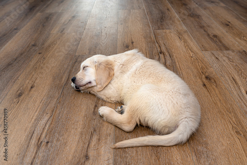 The golden retriever puppy sleeping on modern vinyl panels in the living room of the house.