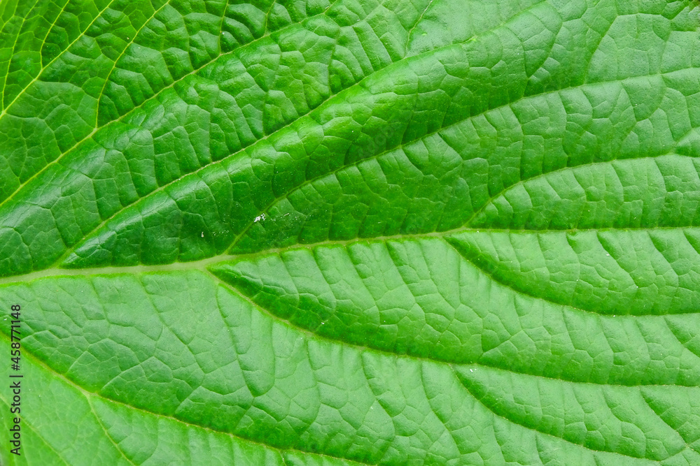 background texture green leaf structure macro photography background texture green leaf structure macro photography
