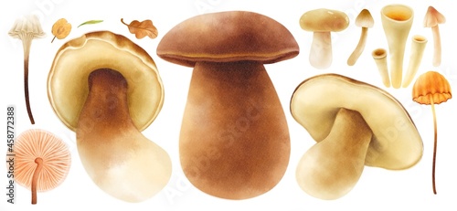 Mushroom with autumn elements illustration watercolor style collection