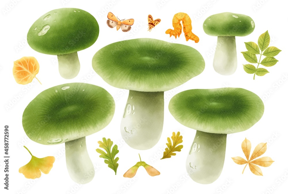 Mushroom with autumn elements illustration watercolor style collection - obrazy, fototapety, plakaty 