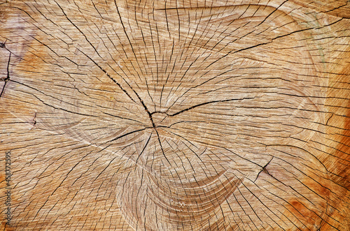 Tree rings old weathered wood texture with the cross section of a cut log.