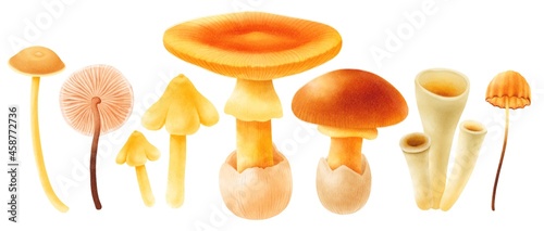 Mushroom with autumn elements illustration watercolor style collection photo
