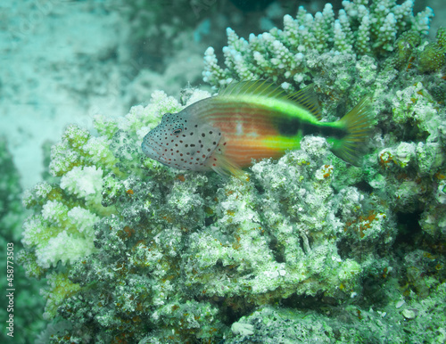 Fish of the Red sea. Juvenile hawkfish photo