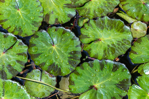 Photography Closeup of lily pads, floating in pond