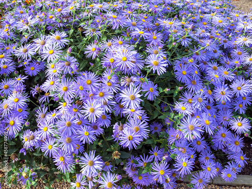 Michaelmas daisies flowering in a sunny garden