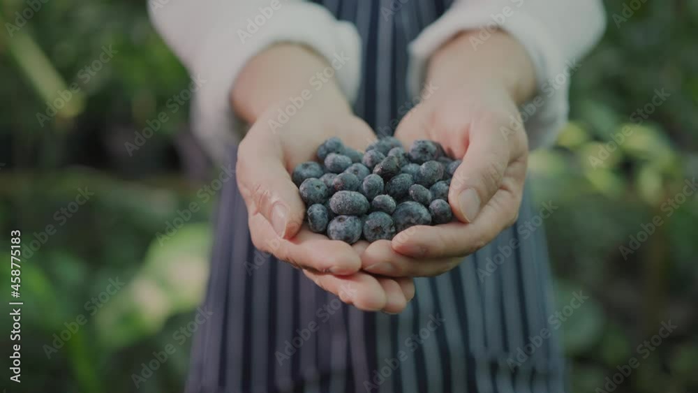 Closeup hands of successful happy farmer showing hands full of organic beautiful blueberries. Organic fruits, bio farming. Agriculture cultivation. Greenhouse. Closeup hands of successful happy farmer showing hands full of organic beautiful blueberries. Organic fruits, bio farming. Agriculture cultivation. Greenhouse.