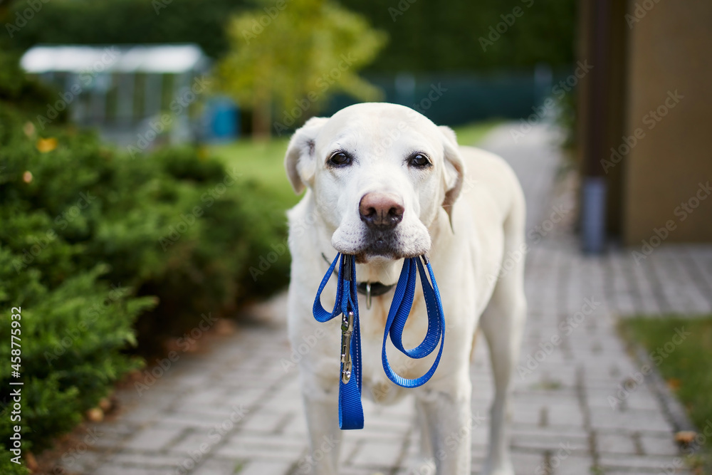 Fototapeta Dog waiting for walk. Labrador retriever standing with leash in mouth against back yard of house..