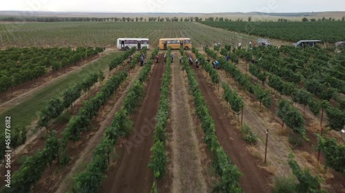 People collect fresh grapes in the vineyards. Aerial view