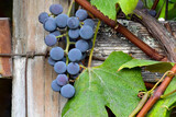 Purple Grape Cluster 12