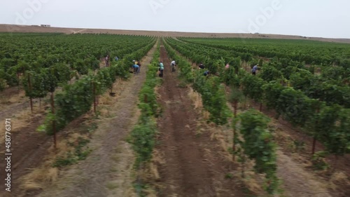 People collect fresh grapes in the vineyards. Aerial view