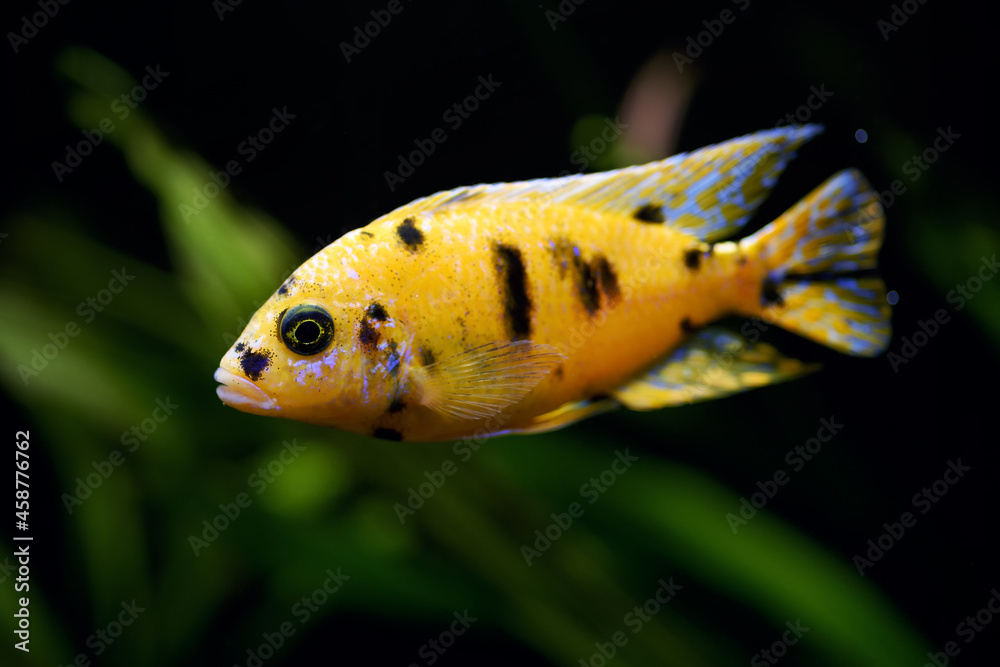 Aulonocara (Peacock cichlid) African Cichlid fish in home aquarium