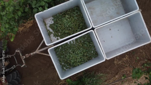 People collect fresh grapes in the vineyards. Aerial view