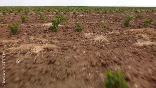 People collect fresh grapes in the vineyards. Aerial view