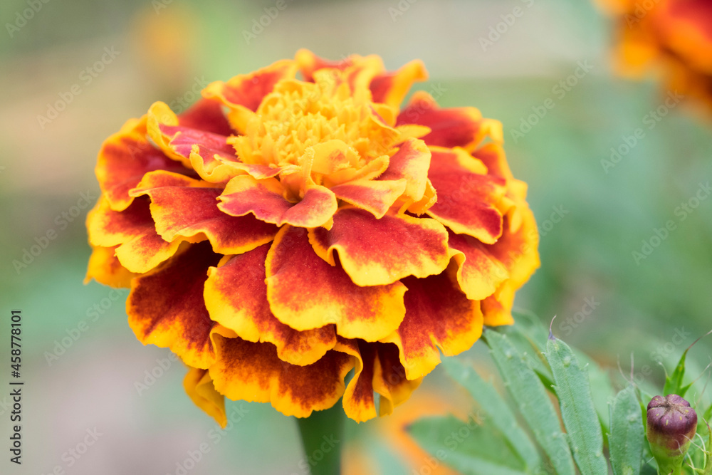 Marigold flower (Calendula officinalis) in red and yellow colors on green and gray soft background Marigold flower (Calendula officinalis) in red and yellow colors on green and gray soft background