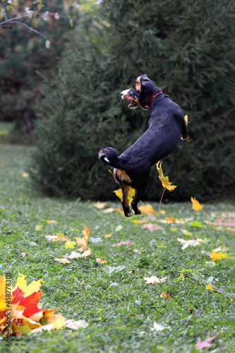 Bernese smooth-haired mountain dog funny jumps jumps high behind autumn leaves, the dog is flying with his back, selective focus