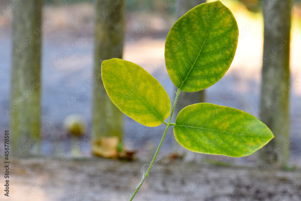 Obraz premium Yellow Locust Leaf Trio