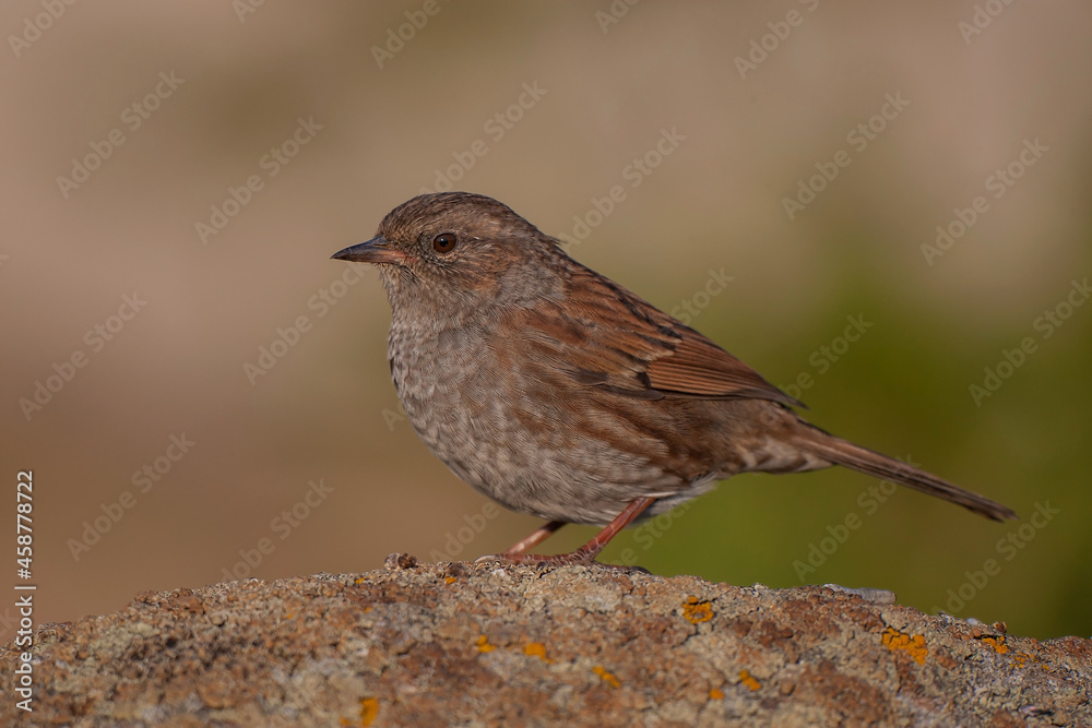 Side profile view of Dunnock (Prunella modularis) perched on rock Side profile view of Dunnock (Prunella modularis) perched on rock