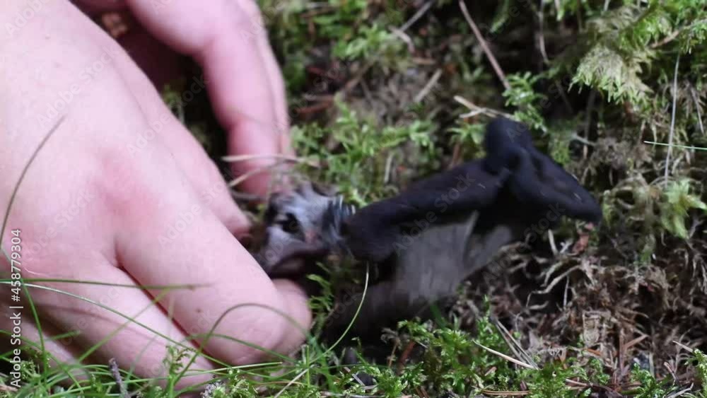Close-up of hands picking wild edible black chanterelle mushrooms in the forest. This mushroom is also known as black trumpet. Footage made in Sweden. Close-up of hands picking wild edible black chanterelle mushrooms in the forest. This mushroom is also known as black trumpet. Footage made in Sweden.