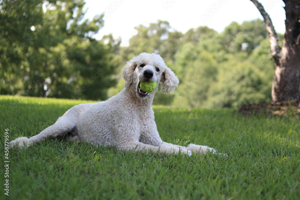 Fototapeta premium Poodle playing with tennis ball 