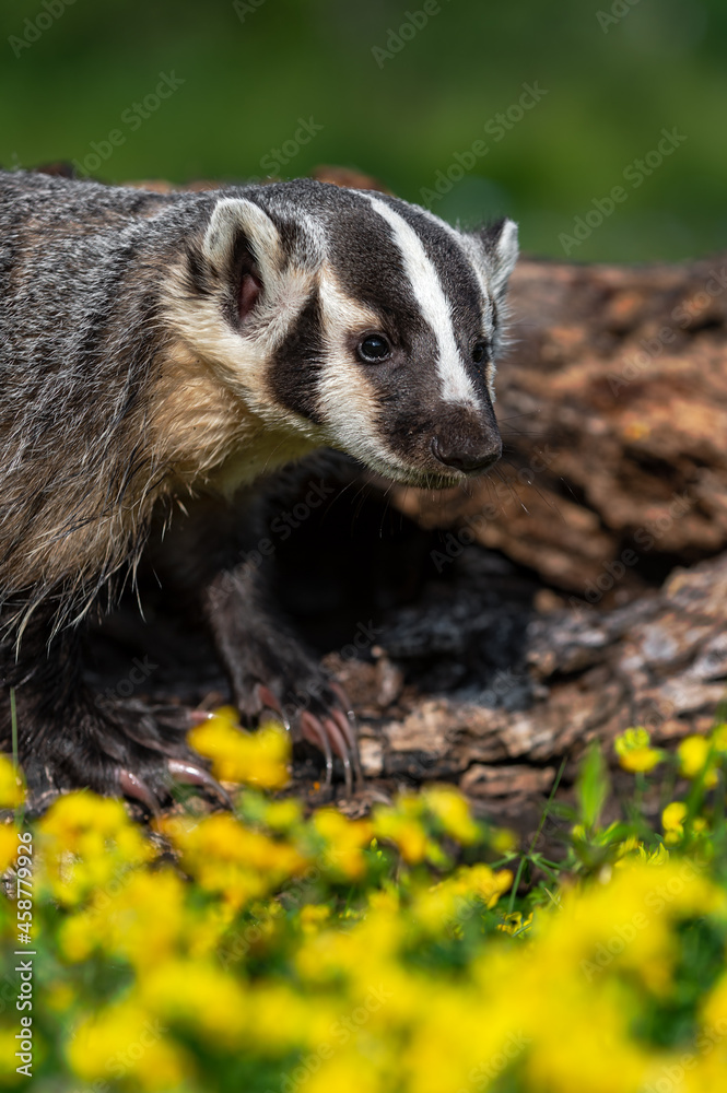 North American Badger (Taxidea taxus) Stands on Log Flowers in Foreground Summer North American Badger (Taxidea taxus) Stands on Log Flowers in Foreground Summer