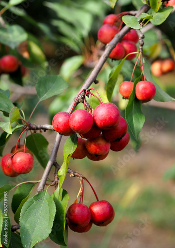 Siberian apple tree fruits in autumn