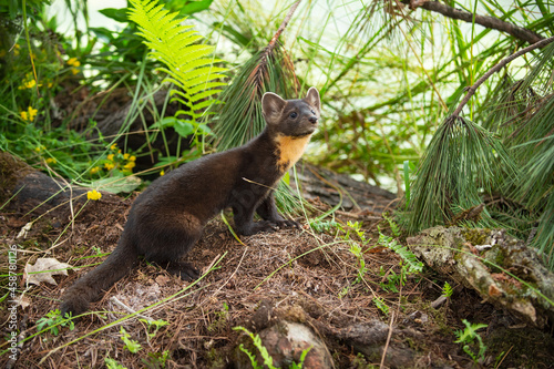 American Pine Marten (Martes americana) Looks Up to Right Summer