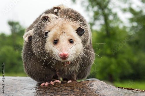 Virginia Opossum Mother (Didelphimorphia) Walks Straight Forward Piled With Joeys Summer