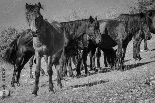 View of a herd of horses, Samegrelo, Georgia.