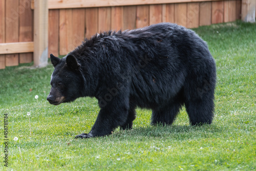 black bear in town on lawn