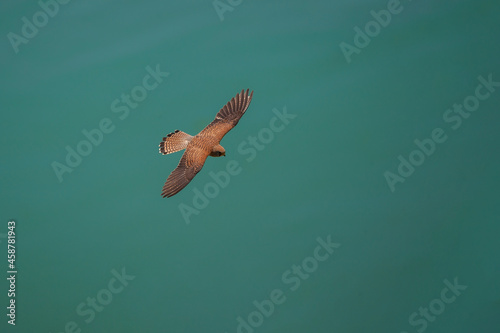 Top profile view of Lesser Kestrel (Falco naumanni) flying with wings wide open.