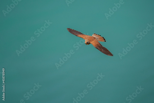 Top profile view of Lesser Kestrel (Falco naumanni) flying with wings wide open.