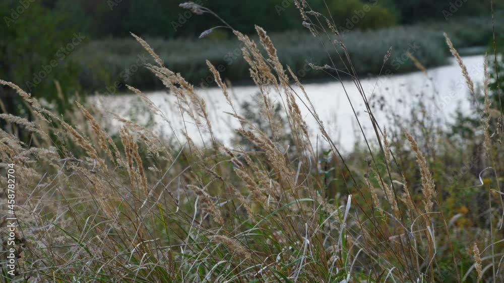 Slow Motion. Fluffy Spikelets of Dry Grass in Field Against Background of Green Trees and River. Blades of Grass Sway due to Wind on Autumn Sunset Relaxing Evening View Beautiful Landscape Lake Forest Slow Motion. Fluffy Spikelets of Dry Grass in Field Against Background of Green Trees and River. Blades of Grass Sway due to Wind on Autumn Sunset Relaxing Evening View Beautiful Landscape Lake Forest