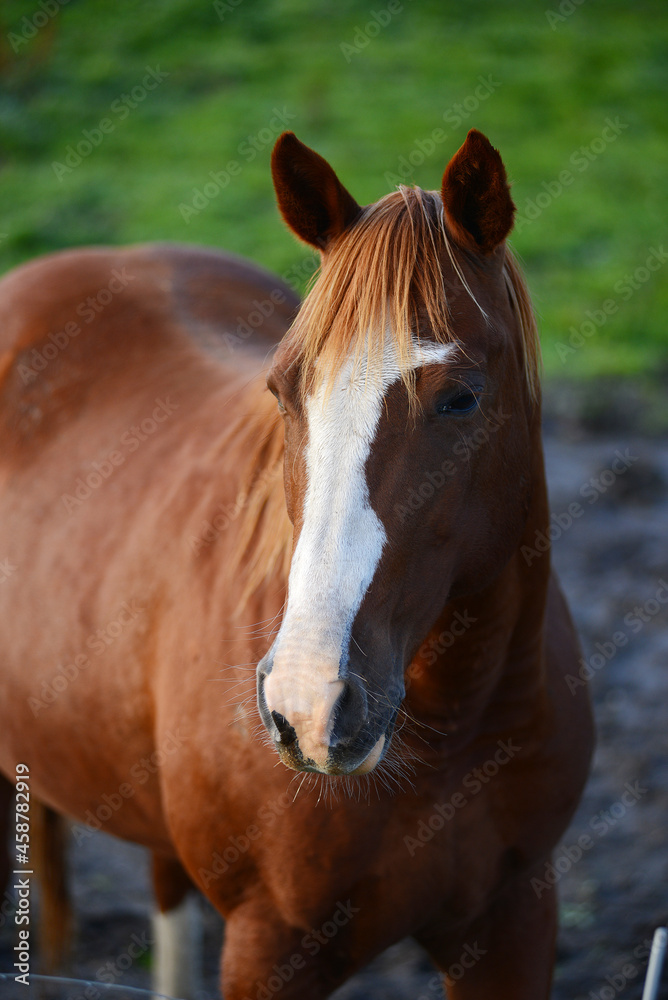 Fototapeta premium horse