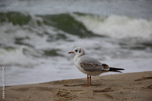 Close-up of seagulls on the sand against a backdrop of stormy waves 