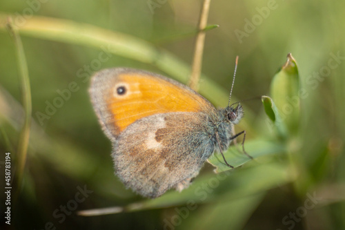 Small heath (butterfly)